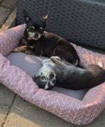 Lief oppashuis voor onze hondjes gezocht, Particuliere oppas