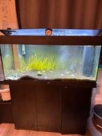 aquarium juwel 180L”met kast en een piranha erbij, Vis