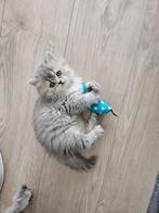 De liefste en mooiste Britse langhaar kittens, Meerdere dieren, Ontwormd, 0 tot 2 jaar