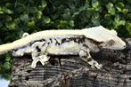 Wimpergekko proven breeder Lily White man, Dieren en Toebehoren, Hagedis