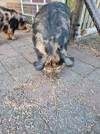 Mooie kune kune varken(zeugje)geen stamboom, Dieren en Toebehoren, Schapen, Geiten en Varkens, Vrouwelijk, Varken