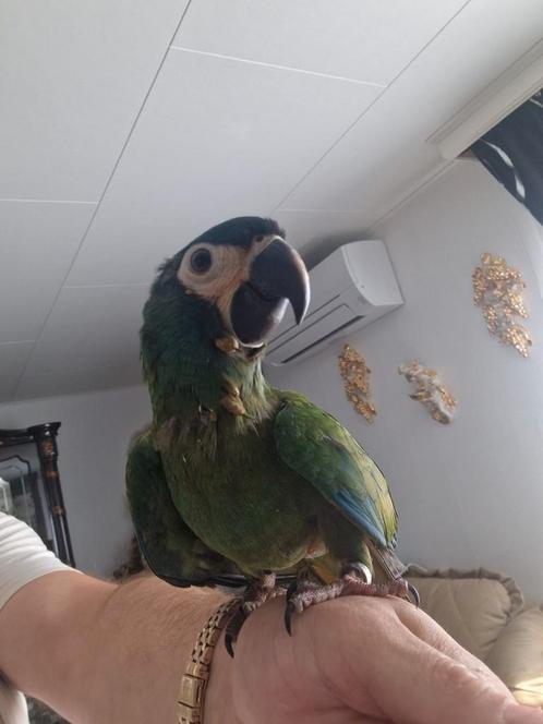 Maracana ara 13week supertam, Dieren en Toebehoren, Vogels | Parkieten en Papegaaien, Papegaai, Mannelijk, Tam