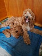 Mooie cockapoo pups, mini doodle pups, 8 tot 15 weken, Meerdere, Meerdere dieren, Nederland