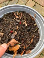 Pioenroos vaste plant, Dieren en Toebehoren, Insecten en Spinnen