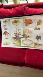 Schoolplaat: nr. 4: Paddestoelen. Maarten de Jongh, Antiek en Kunst, Ophalen, Natuur en Biologie