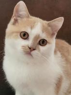 Britse korthaar kittens van Erkende Cattery mogen  verhuizen, Meerdere dieren, Gechipt, 0 tot 2 jaar