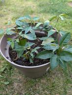 Exotische Pacay plant, Ophalen, Zomer, Volle zon