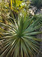 Yucca rostrata, Volle zon, Vaste plant, Zomer, Ophalen