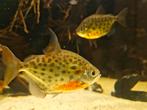 Metynnis Lippincottianus (spotted silver dollar), Dieren en Toebehoren, Vissen | Aquariumvissen, Vis, Zoetwatervis, Schoolvis