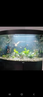 Trigon Aquarium juwel 350 te koop, Dieren en Toebehoren, Ophalen, Gebruikt, Leeg aquarium