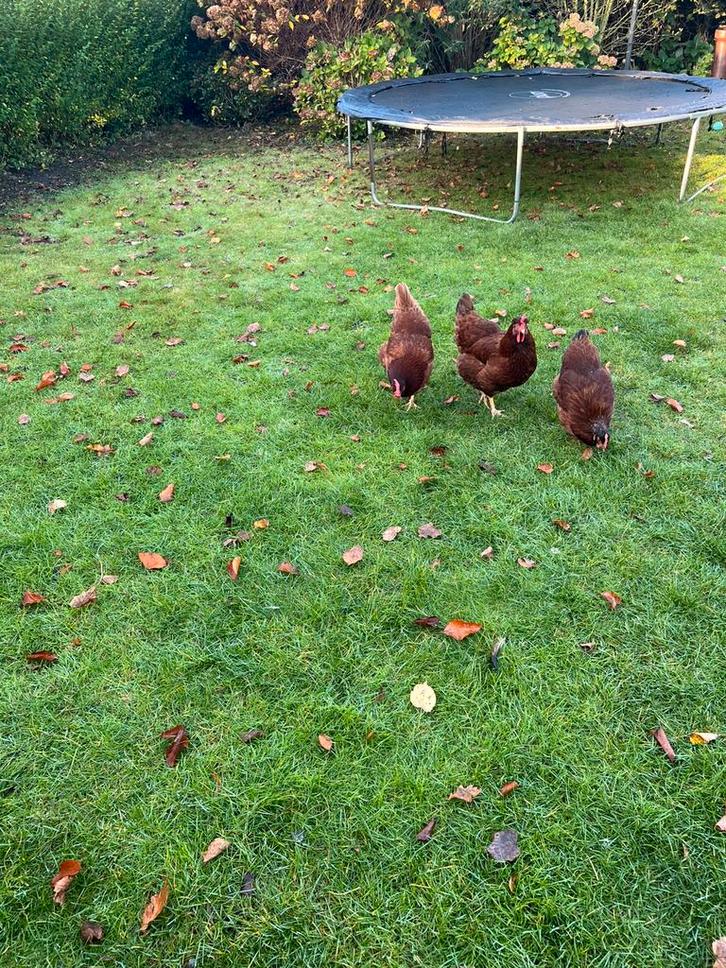 4 bruine, gezonde, mooie kippen, Dieren en Toebehoren, Pluimvee, Kip, Vrouwelijk