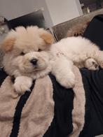 Chow chow pup. De laatste Reu!!, Dieren en Toebehoren, 8 tot 15 weken, Poolhond, Meerdere, Meerdere dieren