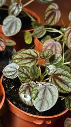 Peperomia Albovittata, Ophalen, Overige soorten, Halfschaduw, In pot
