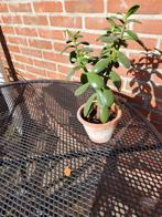 Crassula, Ophalen of Verzenden, Halfschaduw, Minder dan 100 cm