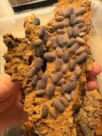 Armadillidium peraccea (isopod), Overige soorten