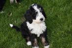 Prachtige bernerdoodle pups, Dieren en Toebehoren, Honden | Niet-rashonden, CDV (hondenziekte), 8 tot 15 weken, Meerdere, Meerdere dieren