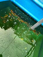 Euro koi 7-10 cm 3,75 desgewenst bezorgd aan huis, Karper of Koi