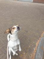 Lieve hond met een groot hart zoekt nieuw thuis, Dieren en Toebehoren, Honden | Niet-rashonden, Particulier, 1 tot 2 jaar, Buitenland