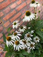 Zonnehoed ‘Echinacea’ “white swan” vaste plant, Ophalen, Zomer, Overige soorten, Volle zon
