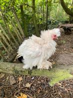 Haantjes zoeken 5 sterren huisje, Dieren en Toebehoren, Pluimvee, Mannelijk, Kip