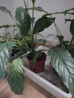 Sanseveria,  graslelie, pannekoek, lepel en vaderplant, Huis en Inrichting, Kamerplanten, Ophalen, Overige soorten, Halfschaduw