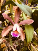 Cattleya Quinquecolor Gitti - Prachtige Orchidee, Tuin en Terras, Vaste plant, Bloeit niet, Halfschaduw, Ophalen