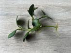 Hoya carmelae stekjes 2x voor, Ophalen of Verzenden, Halfschaduw, Minder dan 100 cm