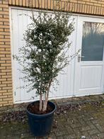 Kurkeik!! 3 stammen. 210 cm hoog, Ophalen, Bloeit niet, Volle zon, Overige soorten