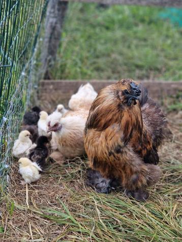 Prachtige kuikens Cochin X Zijdehoen te koop! beschikbaar voor biedingen