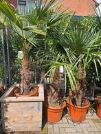 Winterharde palmbomen in diverse maten, Ophalen of Verzenden, Zomer, Volle zon, Palmboom