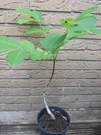 Walnotenboom walnootboom, Ophalen, Minder dan 100 cm