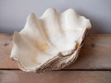 Prachtige oude grote XXL doopvontschelp – 37 cm  beschikbaar voor biedingen