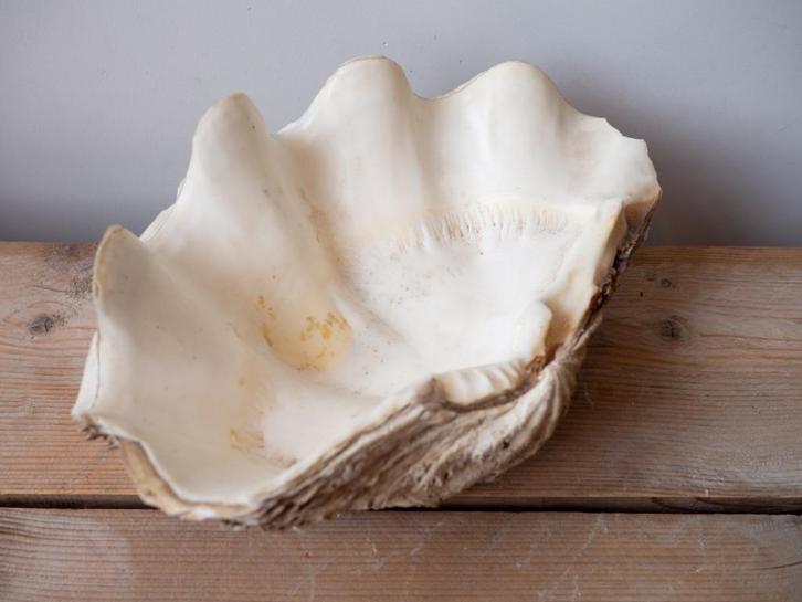 Prachtige oude grote XXL doopvontschelp – 37 cm, Antiek en Kunst, Antiek | Woonaccessoires, Ophalen of Verzenden