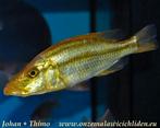 Malawi Cicliden dimidiochromis compressiceps, Dieren en Toebehoren, Vis, Zoetwatervis