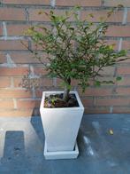 Zelkova Bonsai, Ophalen of Verzenden, Volle zon, Overige soorten, Minder dan 100 cm