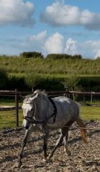 Lieve en karaktervolle 5-jarige E-pony, Dieren en Toebehoren, Merrie, E pony (1.48m - 1.57m), Recreatiepony, 3 tot 6 jaar