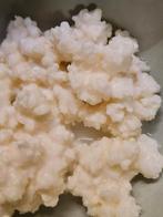 Gratis ophalen Rauwe melkkefir korrels., Ophalen