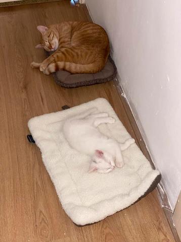 Kittens aangeboden beschikbaar voor biedingen
