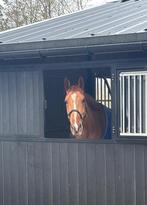 Braaf vos ruin te koop, Dieren en Toebehoren, Paarden, Springpaard, Met stamboom, Ruin, L