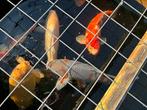 Koi karpers, Dieren en Toebehoren, Vissen | Vijvervissen, Karper of Koi