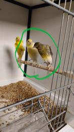 Belgische postuur kanarie's, Dieren en Toebehoren, Vogels | Kanaries, Meerdere dieren