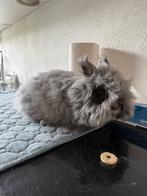 Teddy dwerg konijn, Dieren en Toebehoren, Konijnen, Vrouwelijk, Dwerg