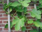 Ficus carica - vijg - fruitstruik - plant, Ophalen, Volle zon