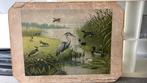 Oude schoolplaat water en weidevogels, Ophalen of Verzenden, Aardrijkskunde