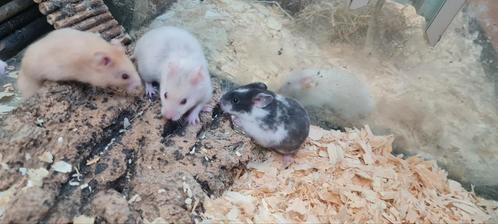 Jonge tamme goudhamsters, Dieren en Toebehoren, Knaagdieren, Meerdere dieren, Hamster, Mei, Tam