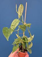 Epipremnum pinnatum mini p6, Huis en Inrichting, Kamerplanten, Ophalen of Verzenden, Halfschaduw, Minder dan 100 cm