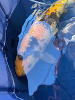 ki utsuri Japanse koi, Dieren en Toebehoren, Vissen | Vijvervissen, Karper of Koi