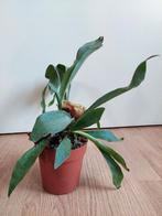 Platycerium Bifercatum - Hertshoornvaren H: 34 cm., Ophalen, Overige soorten, Halfschaduw, Minder dan 100 cm