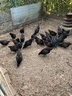 Te koop barnevelder kriel kippen, Dieren en Toebehoren, Pluimvee, Vrouwelijk, Kip