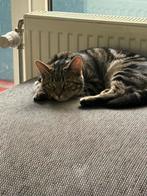 Kat 11 maanden zoekt nieuwe huis, 0 tot 2 jaar